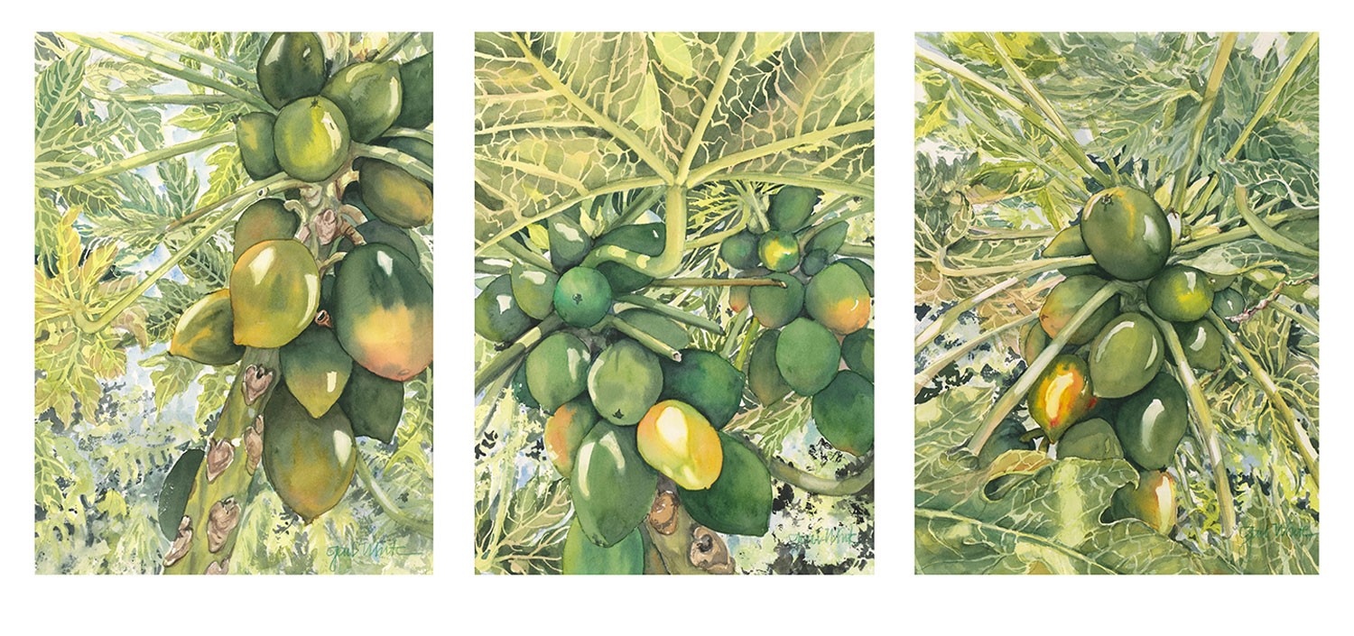 Papaya Canopy Triptych